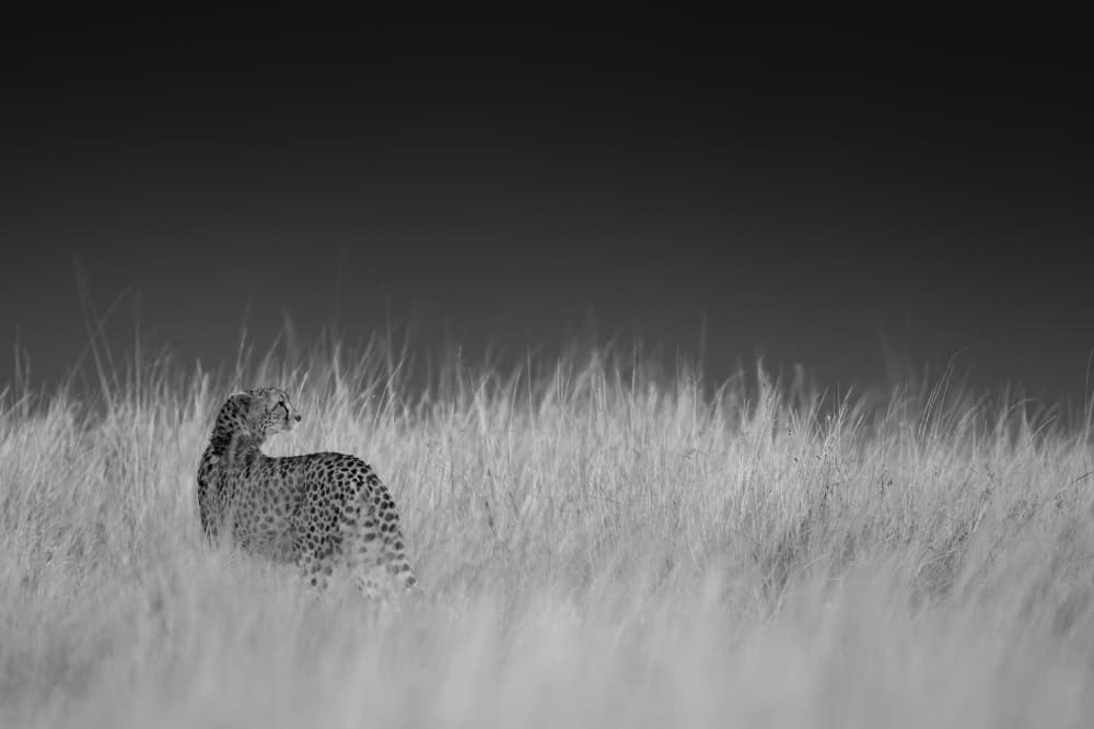 Cheetah In Tall Grass by Bjoern Alicke — canvas wall art