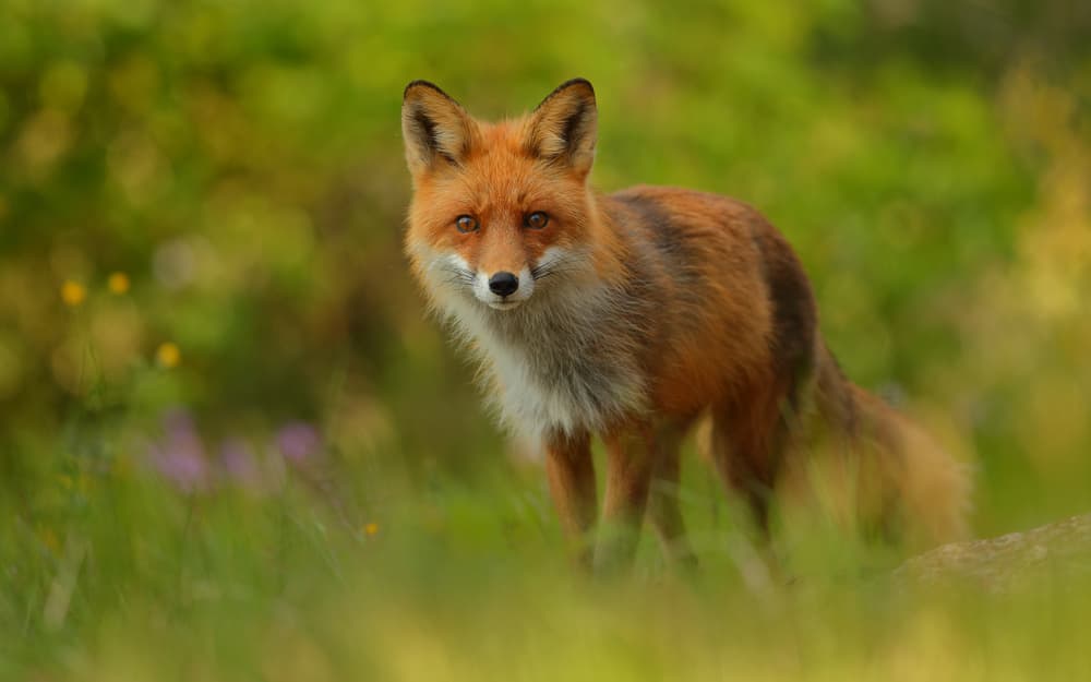 Alert Red Fox by Assaf Gavra — canvas wall art