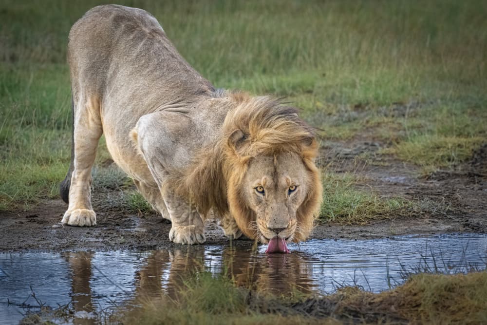 African Lion Drinking by Jeffrey C. Sink — canvas wall art