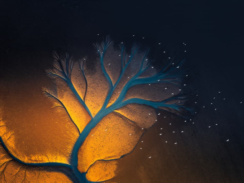 Nature's Golden Tree by NingYun Ye — canvas wall art