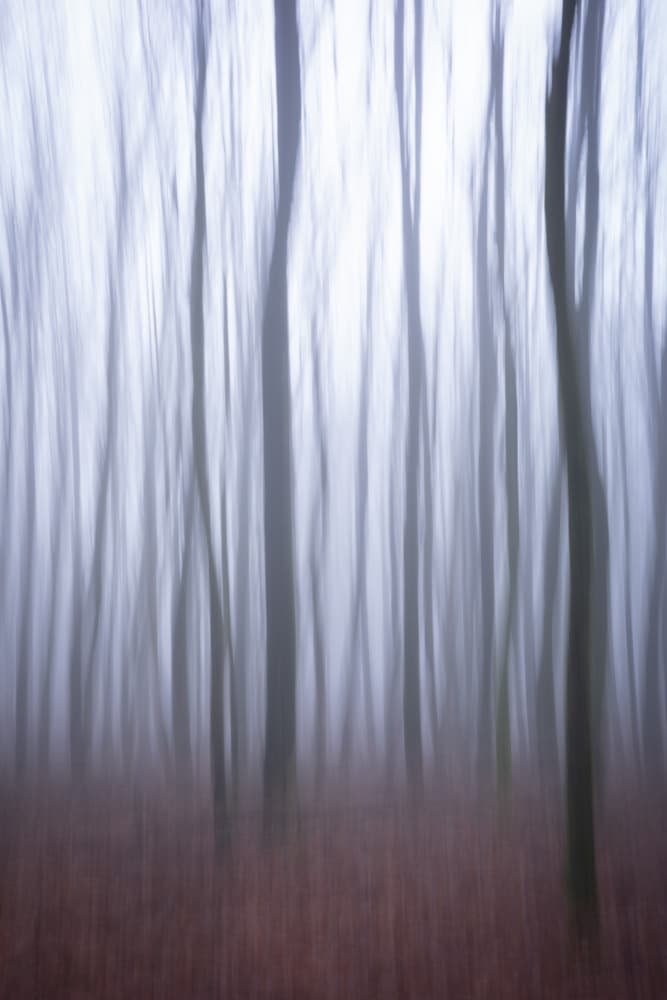 Misty Forest Blur by Christa Stroo — canvas wall art