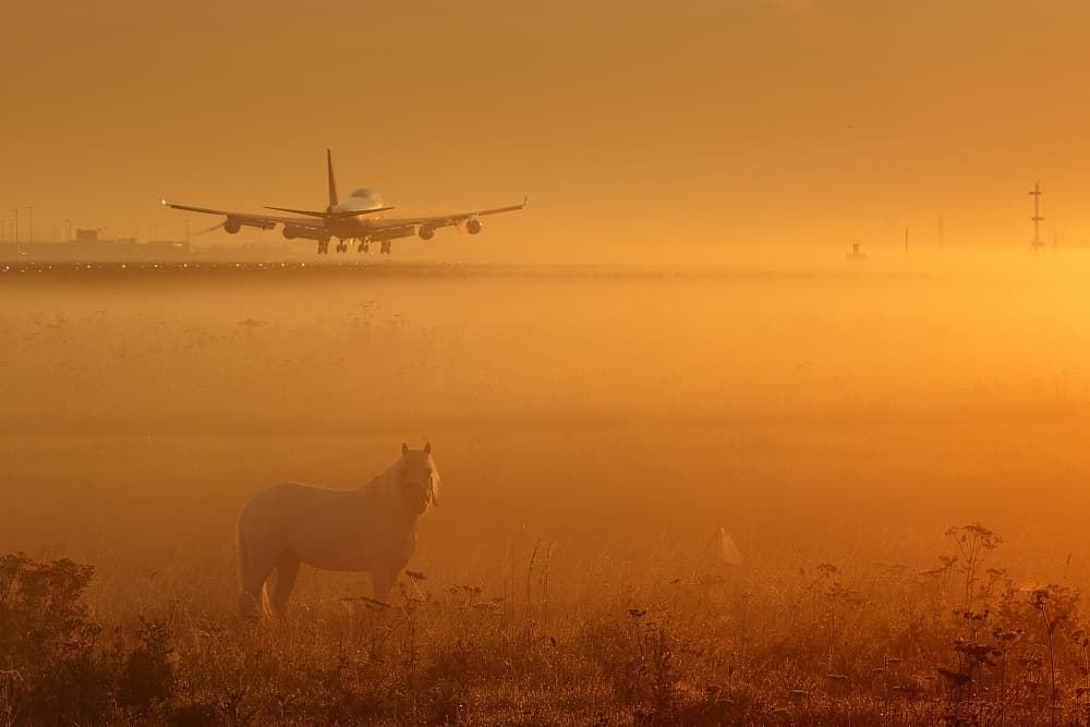 Horse and Airplane Fog by Max Witjes — canvas wall art