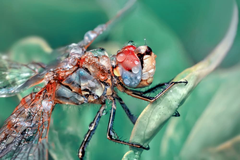 Dewy Dragonfly Macro by Mustafa öztürk — canvas wall art