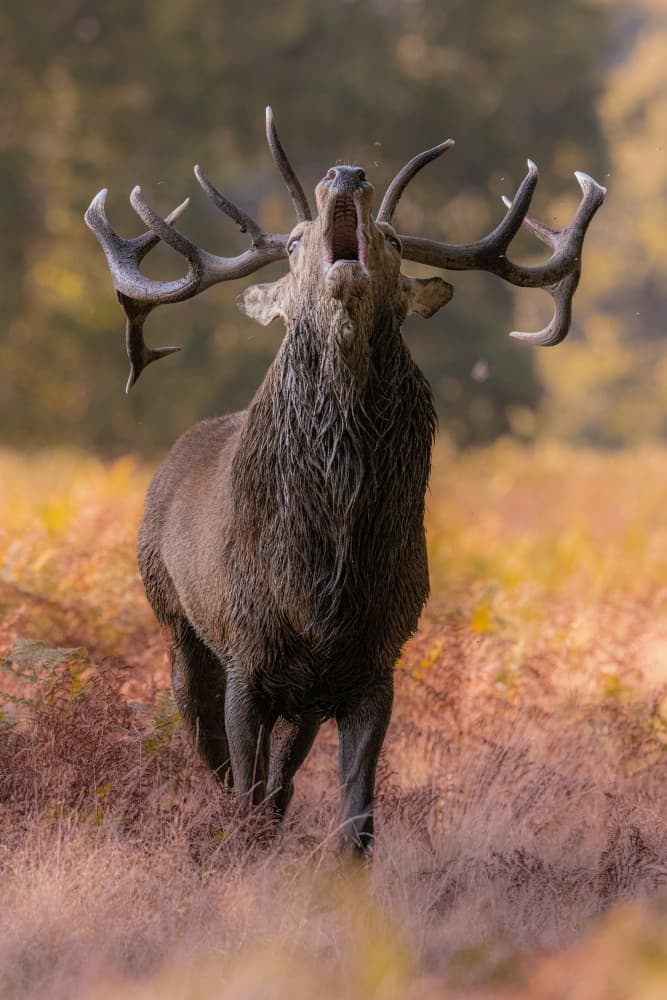 Roaring Red Stag by Kutub Uddin — canvas wall art