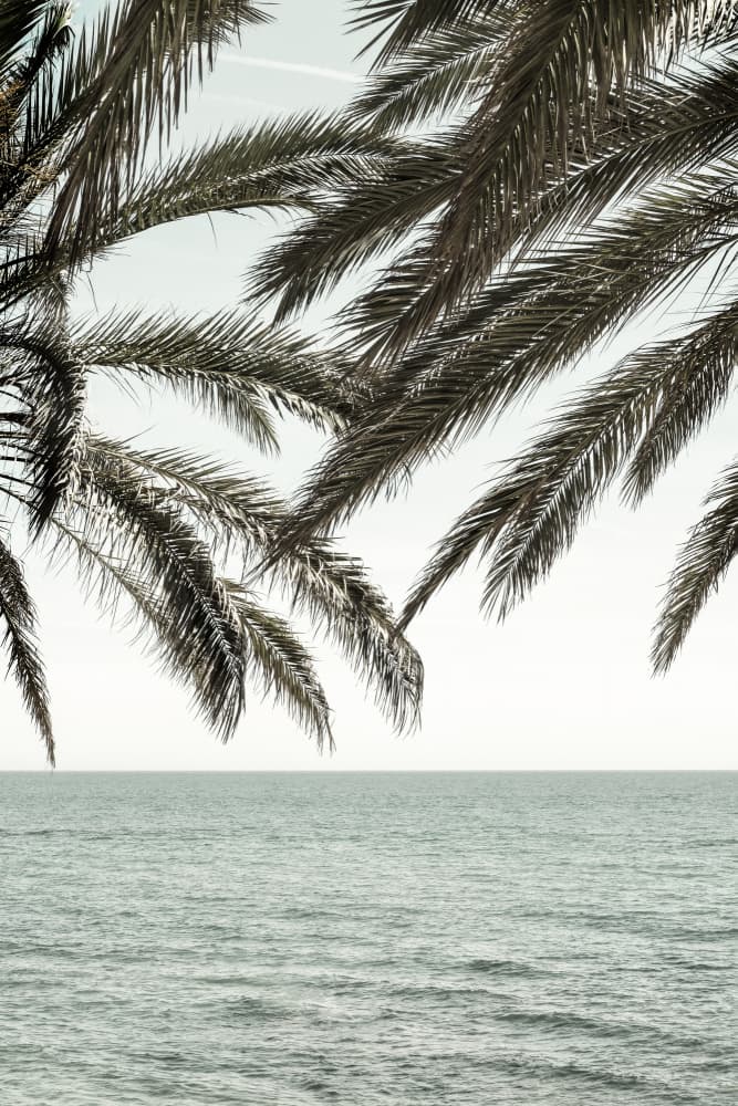Tropical Ocean Palms