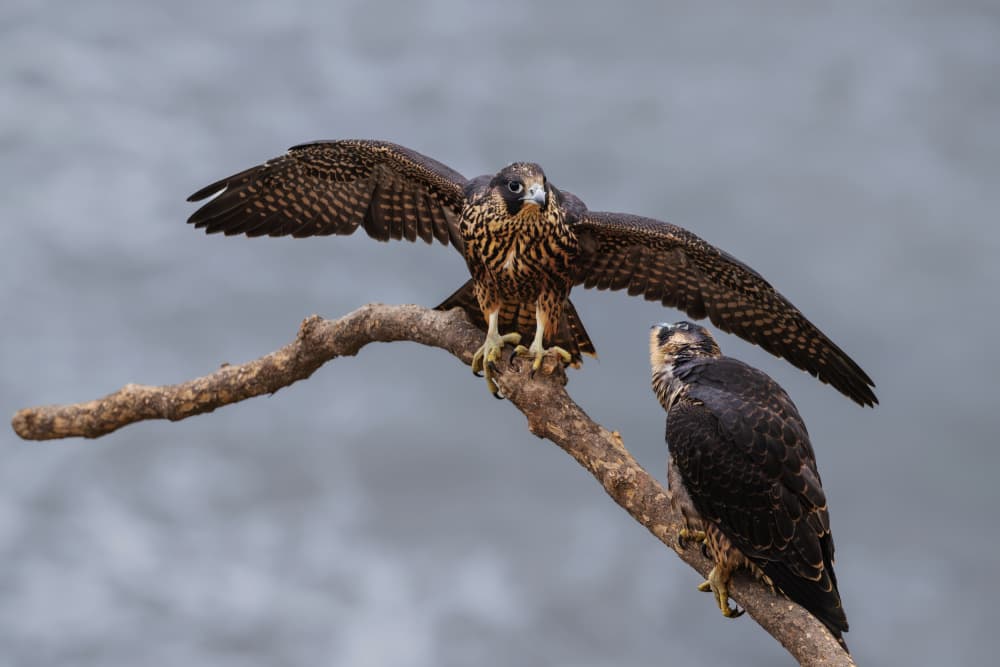 Falcons Spreading Wings by Taksing (吉星高照) — canvas wall art
