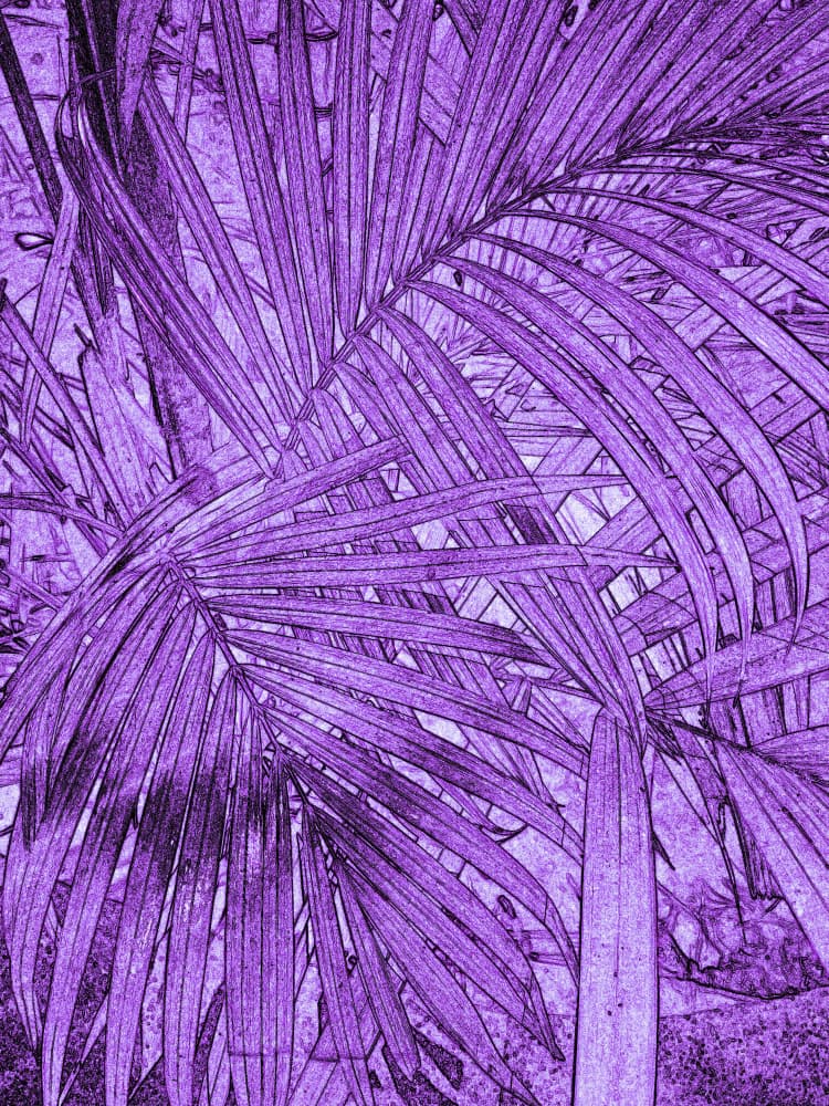 Vibrant Purple Fronds by Santhosh ch — canvas wall art