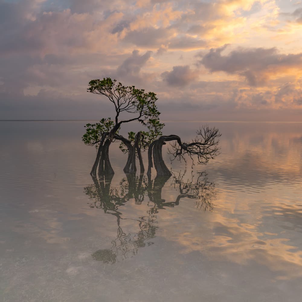 Dreamy Mangrove Reflections by Dawn X W — canvas wall art