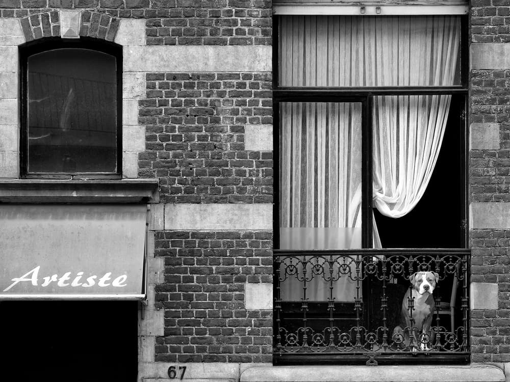 Attentive Balcony Dog by Carlos Costa — canvas wall art