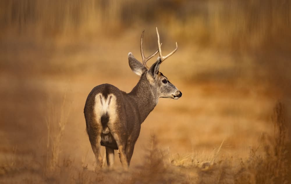 Golden Hour Buck by Joanna W — canvas wall art