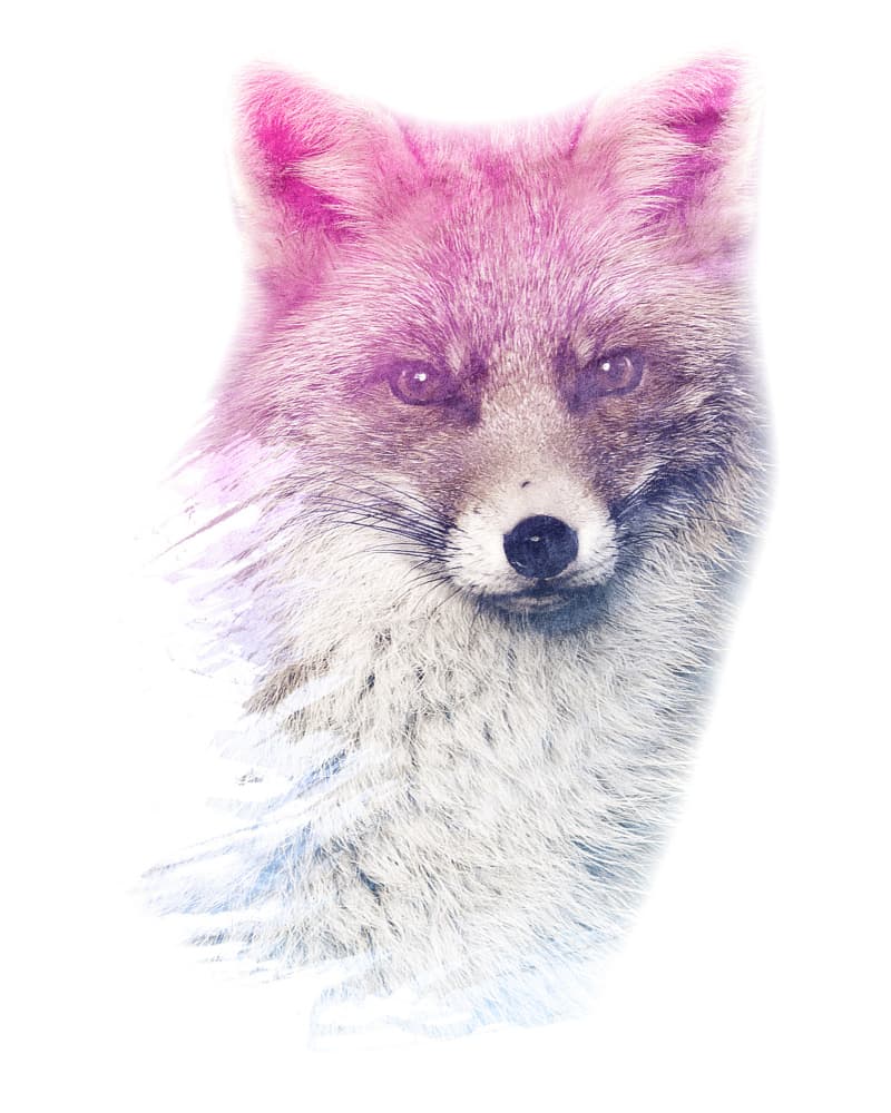 Vibrant Fox Gaze by Emiliano Deificus — canvas wall art