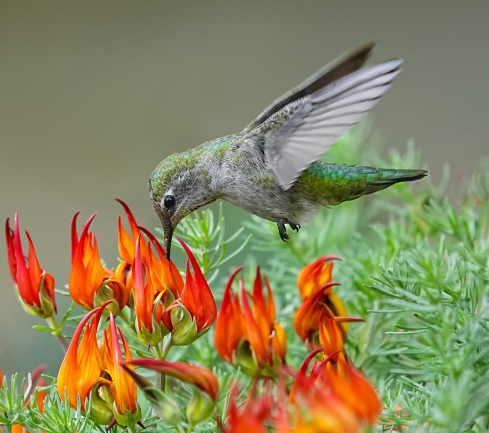 Hummingbird and Orange Flowers by Xiaojian Huang — canvas wall art
