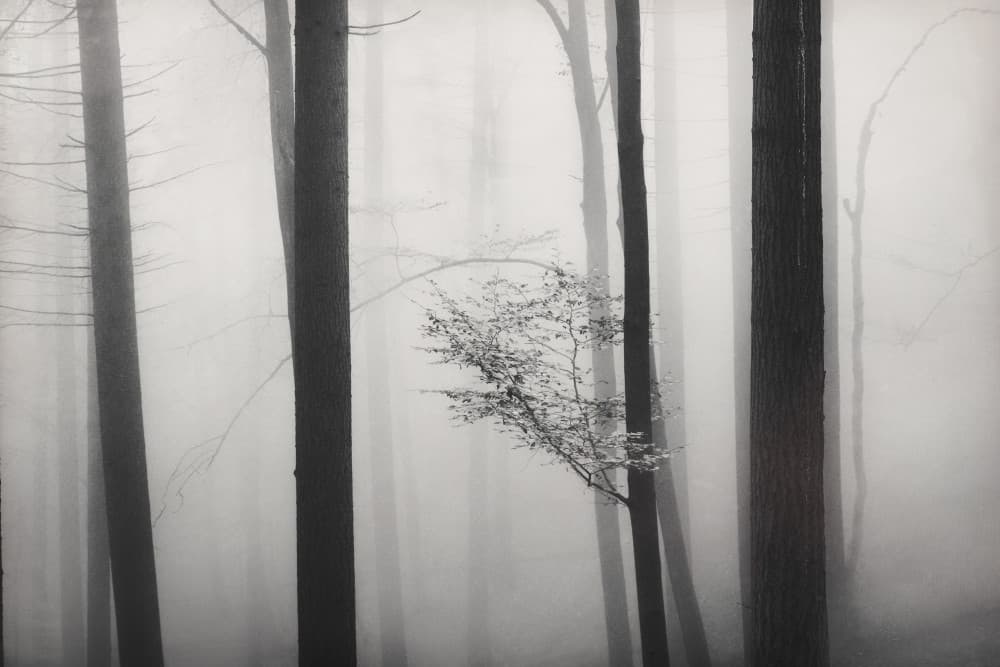 Misty Forest Solitude by Alexander Jikharev — canvas wall art