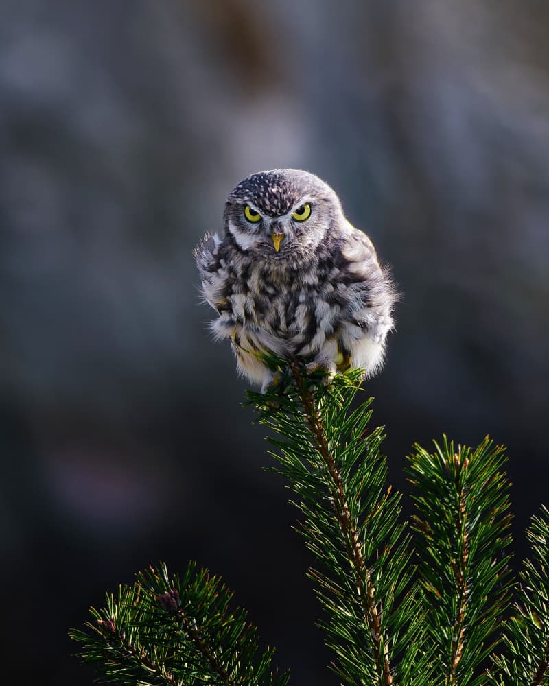 Watchful Little Owl by Michaela Firešová — canvas wall art