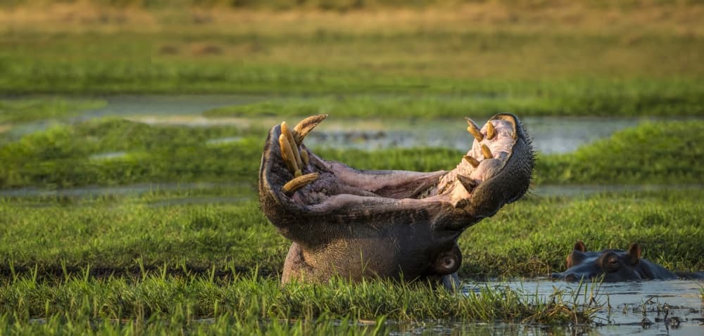 Yawning Hippo In Marsh by Renee Doyle — canvas wall art
