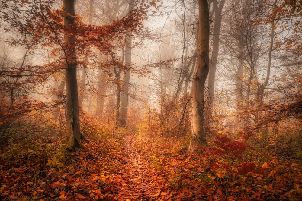 Misty Autumn Path by Norbert Maier — canvas wall art