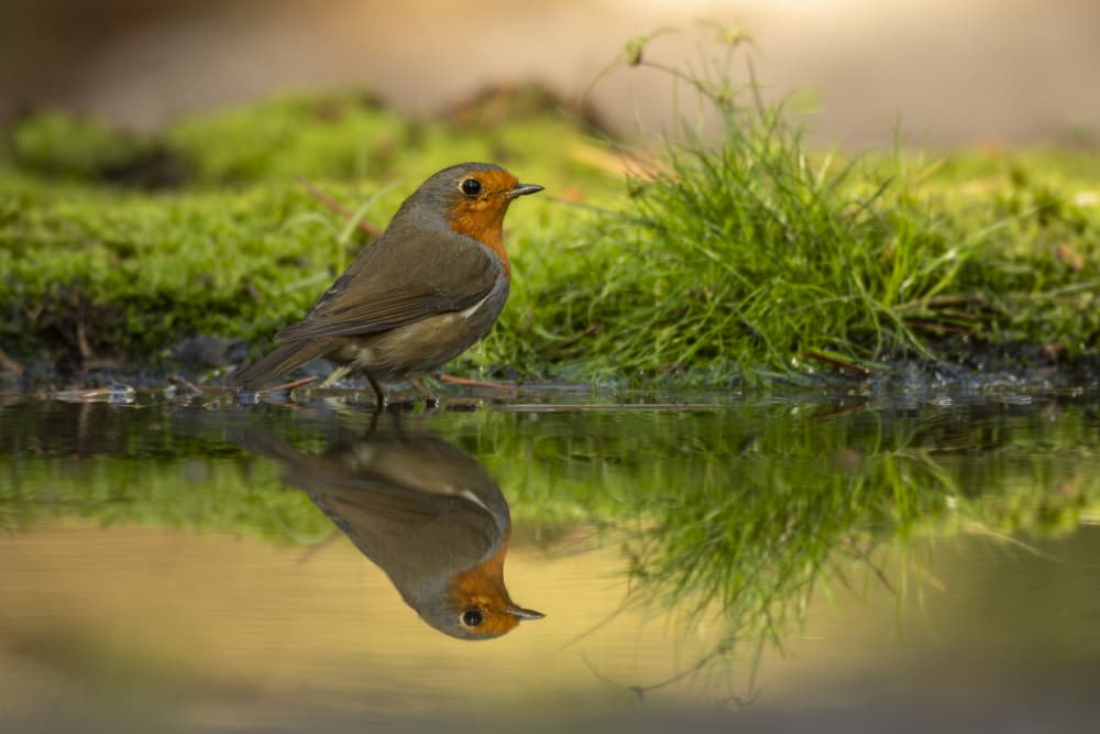 Peaceful Robin Reflection by Caroline Wirtz — canvas wall art