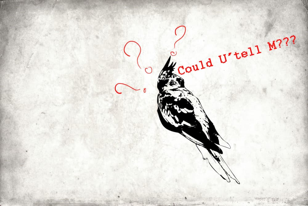 Curious Cockatiel Questions by Rafal Kulik — canvas wall art
