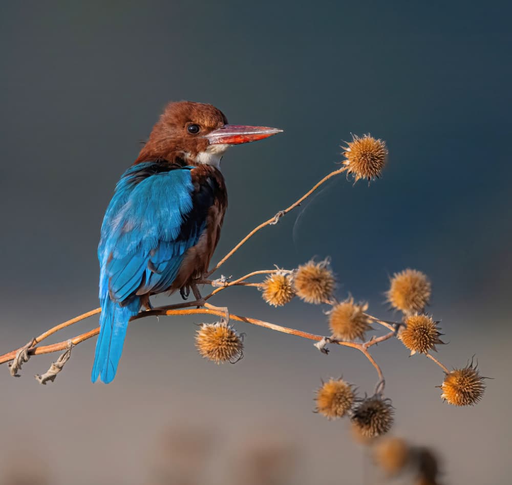Azure Kingfisher Perched by Eldad Levin — canvas wall art