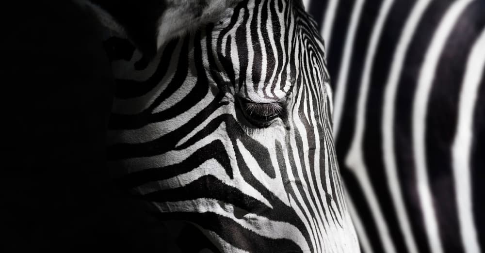 Elegant Zebra Stripes by Takashi Suzuki — canvas wall art