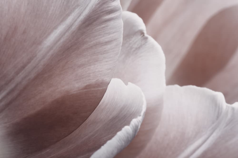 Soft Tulip Petals by Bilge Paksoylu — canvas wall art