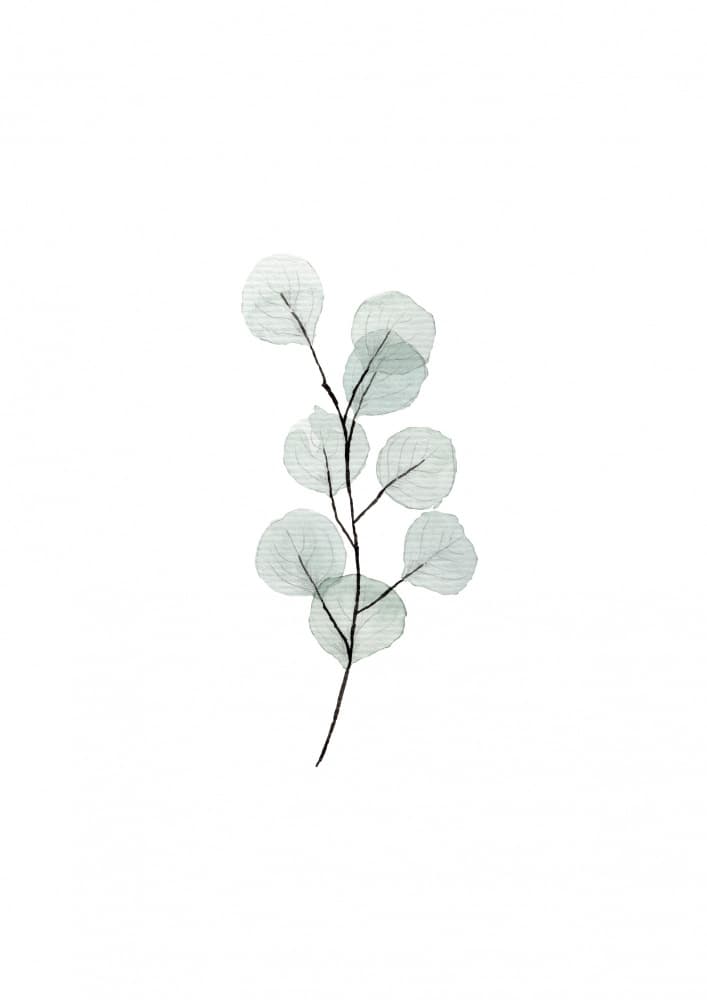 A4 Eucalyptus Branch2 by Anis Illustration — canvas wall art