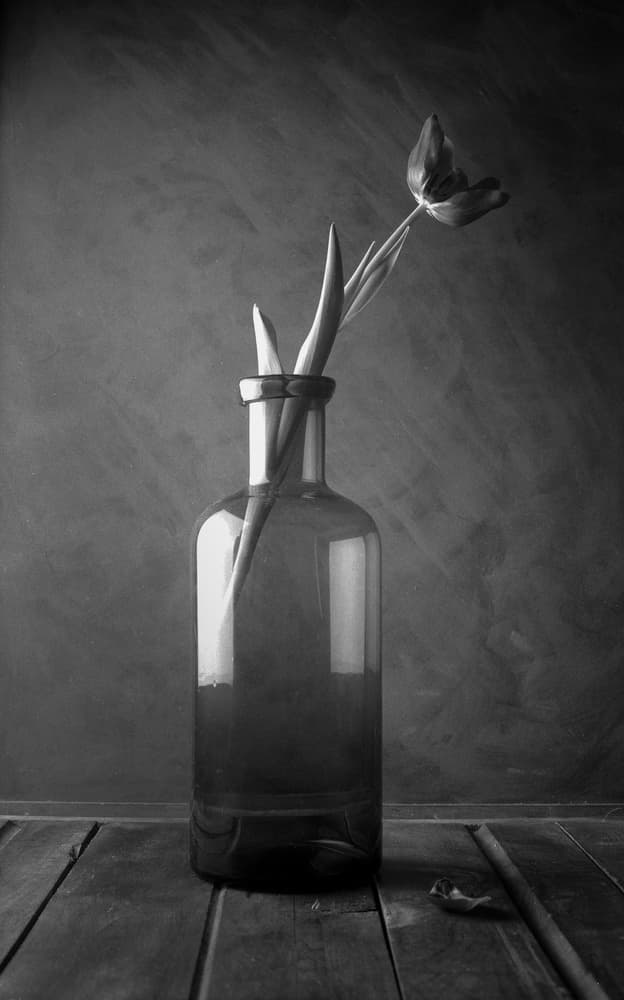 Monochromatic Tulip Bloom by Luiz Laercio — canvas wall art