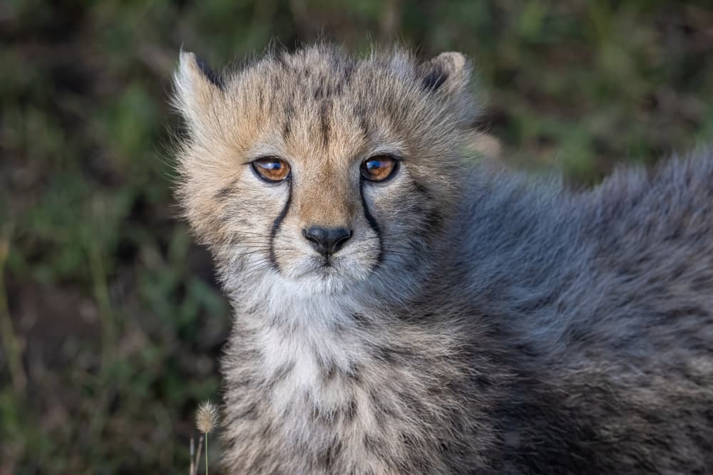Curious Cheetah Cub by Jeffrey C. Sink — canvas wall art
