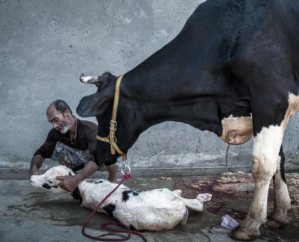 Man Helps Newborn Calf by Mitra Bahmani — canvas wall art