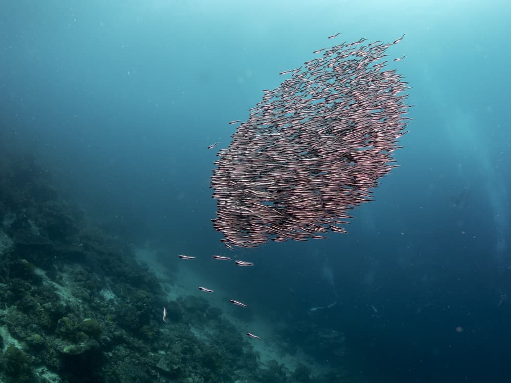 Swimming Fish School by Ilan Ben Tov — canvas wall art