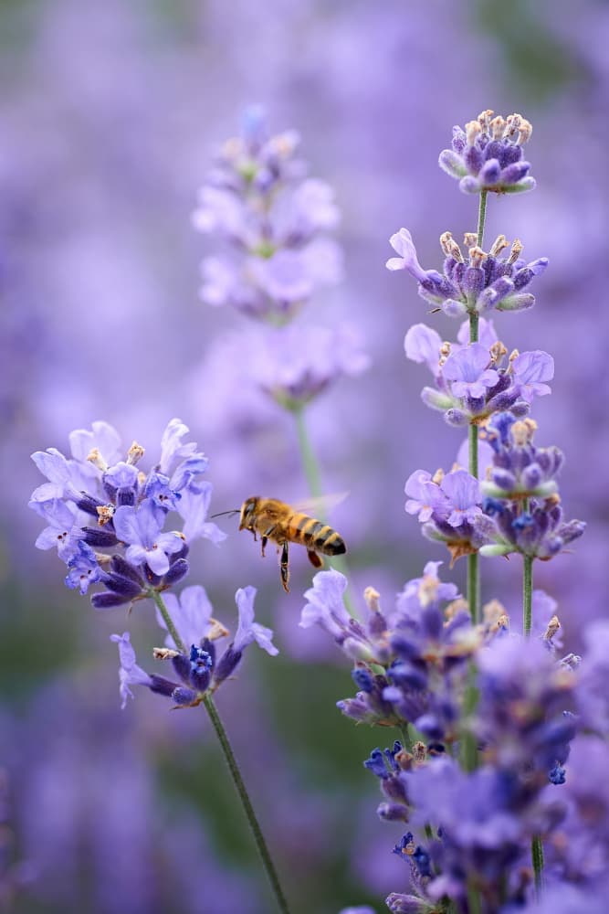Flying Bee Lavender Bloom by Andrii Kazun — canvas wall art