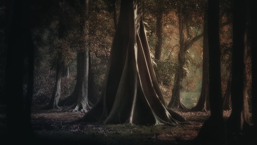 Mystical Forest Light by Rudi Gunawan — canvas wall art