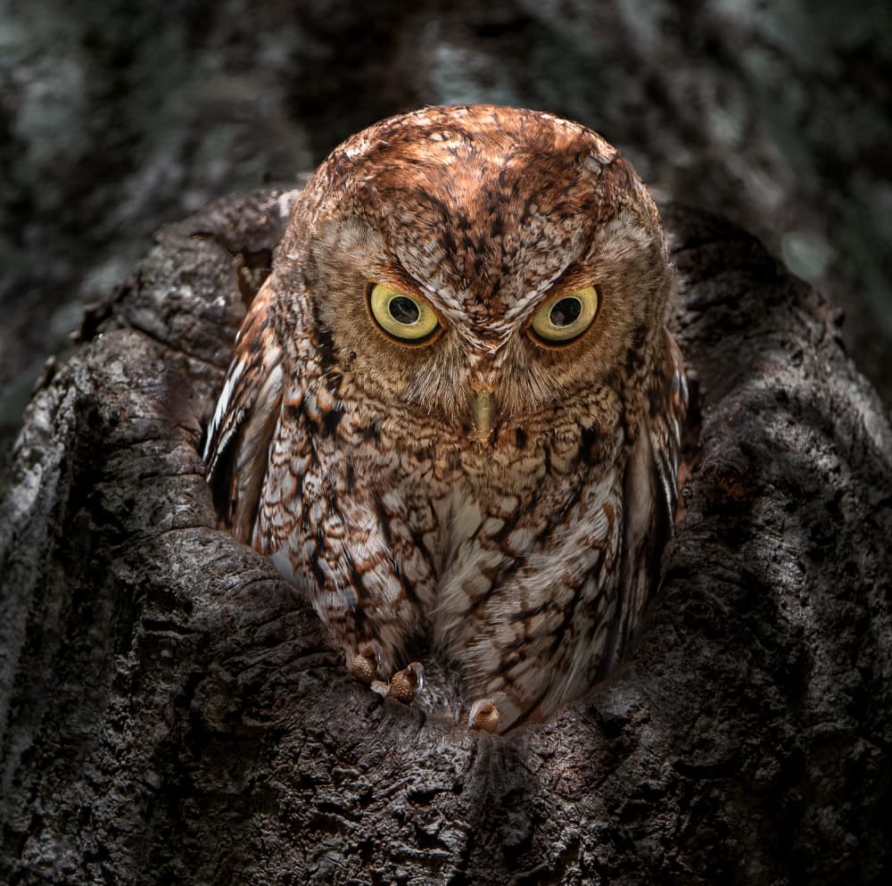 Watchful Forest Owl by Liwen Tao — canvas wall art