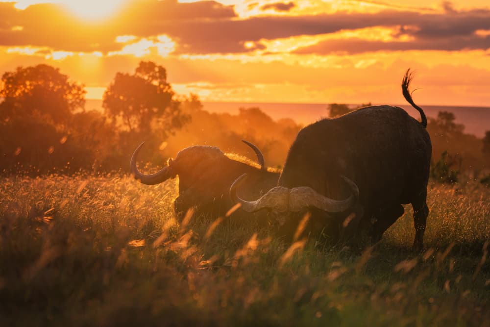 African Buffalo Golden Hour by Andreea Selagea — canvas wall art