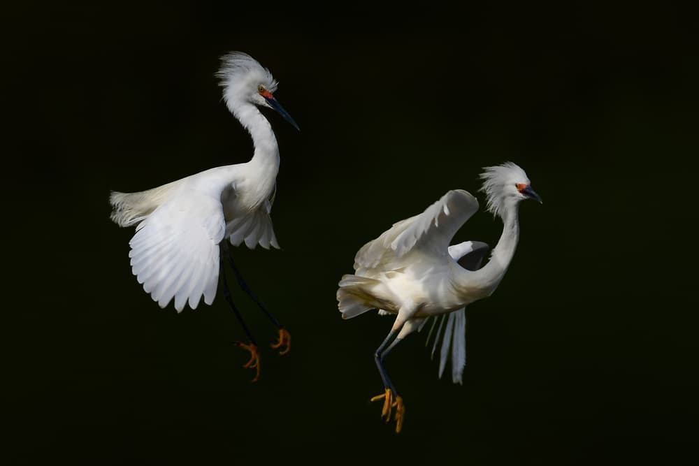 Graceful Egrets in Flight by Rob Li — canvas wall art