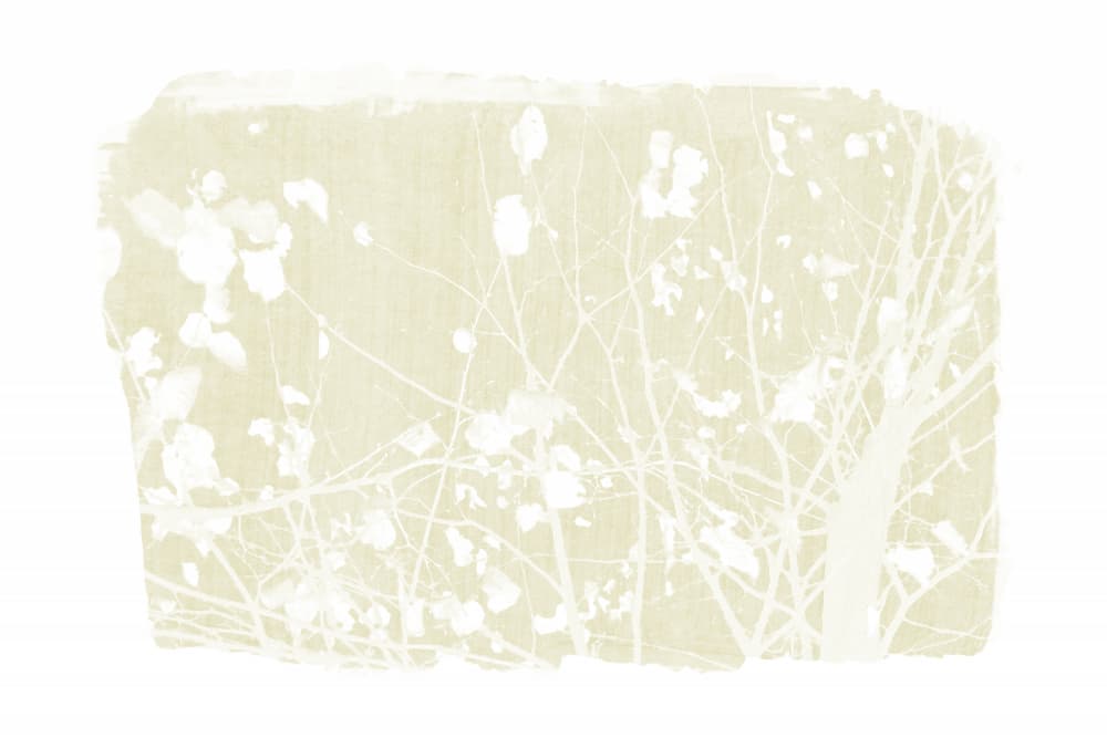 Delicate White Branches by amini54 — canvas wall art