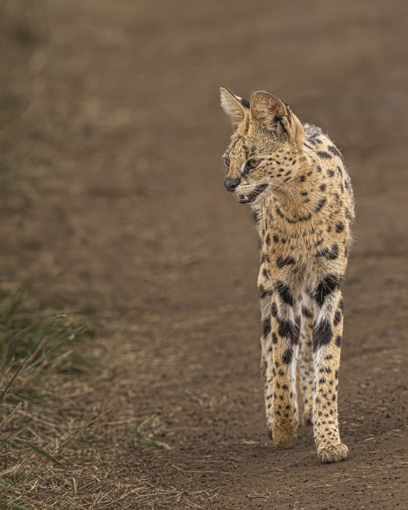 African Serval Stroll by Yogesh Bhatia — canvas wall art
