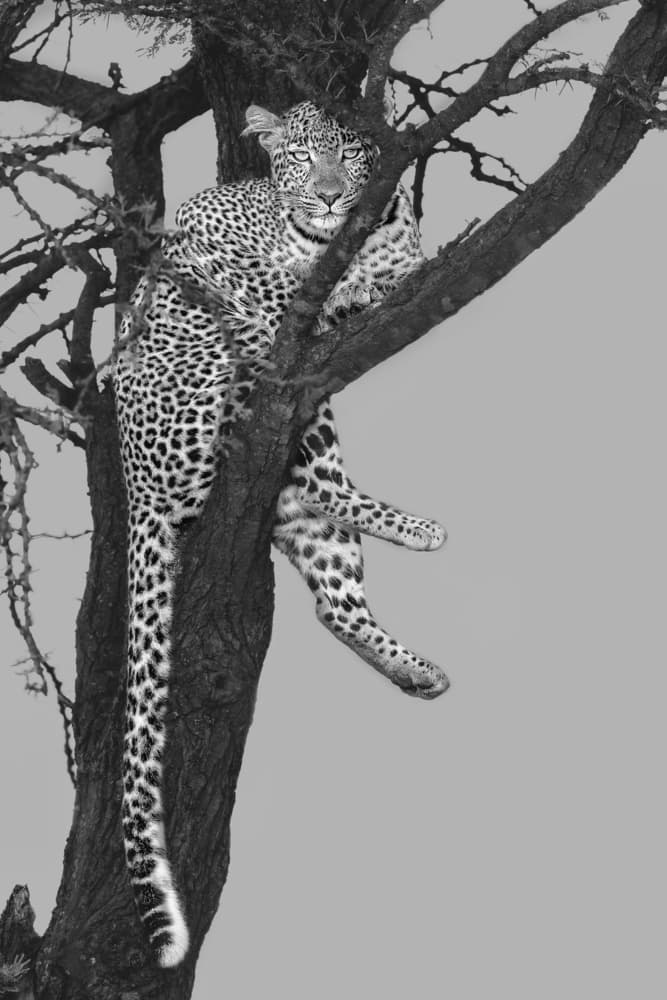 Leopard Resting In Tree by Jun Zuo — canvas wall art