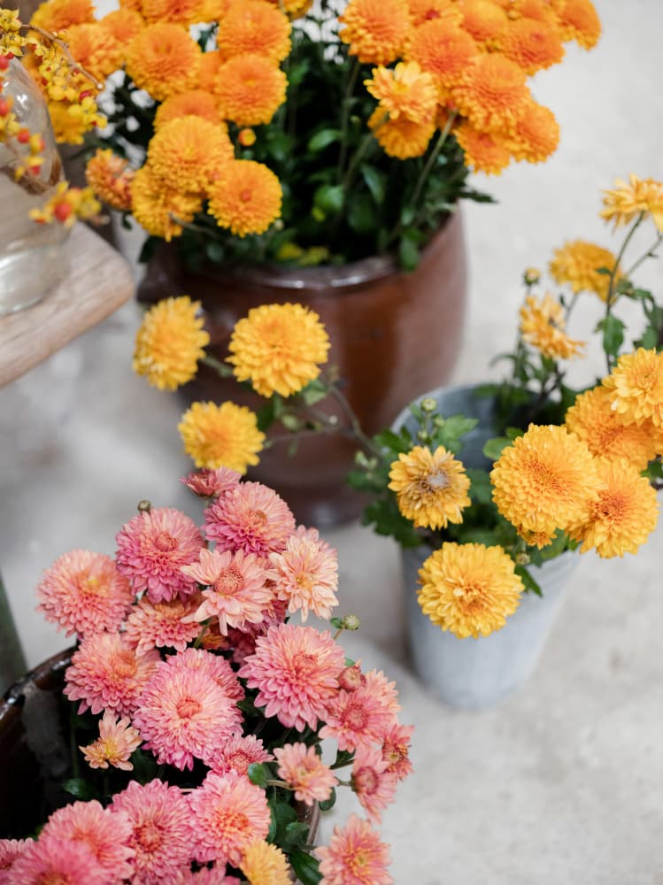 Chrysanthemum Blooms | Autumn Floral Still Life by Raisa Zwart — canvas wall art