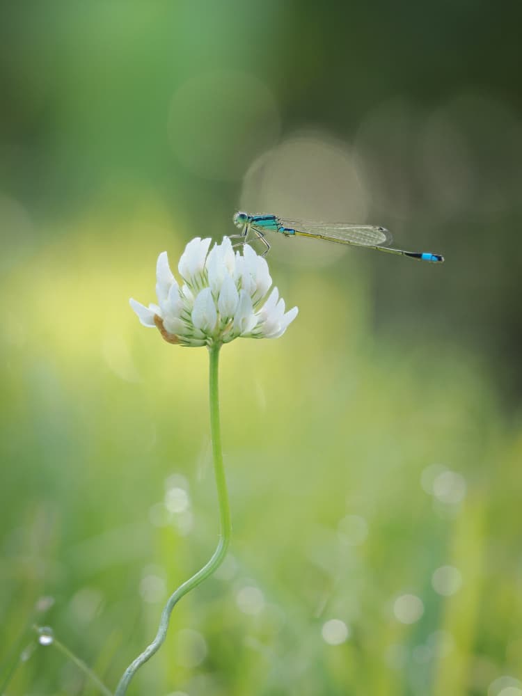 Delicate Damselfly Clover by Takafumi Yamashita — canvas wall art