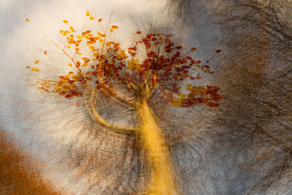 Golden Autumn Tree by brigitte van krimpen — canvas wall art