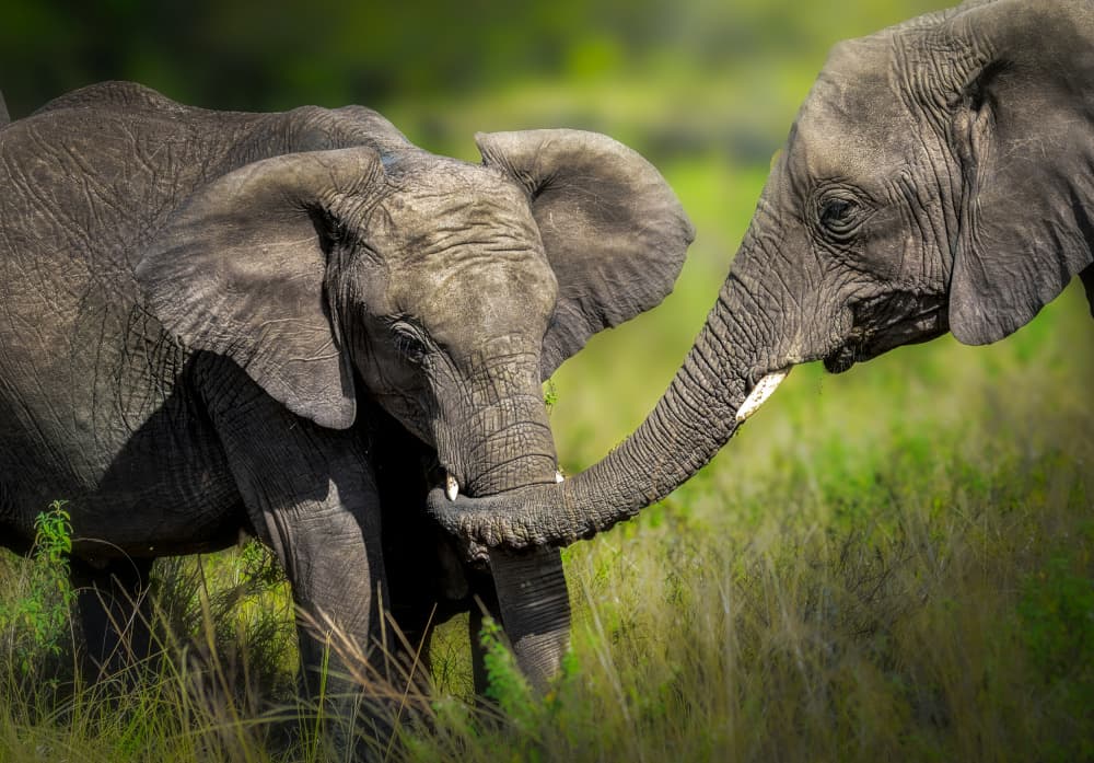 Gentle Elephant Bond by Anita Singh — canvas wall art