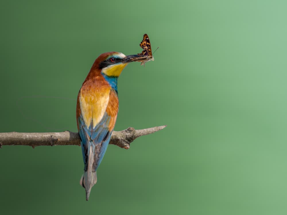 Colorful Bee-Eater's Catch by Cristiano Giani — canvas wall art