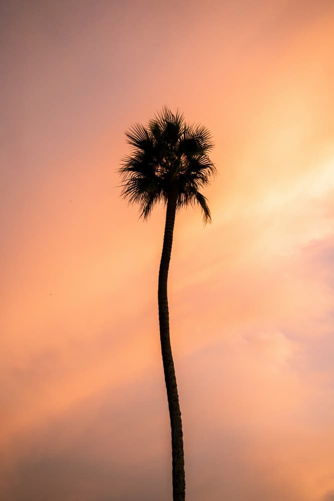 Sunset Palm Silhouette by Henrike Schenk — canvas wall art