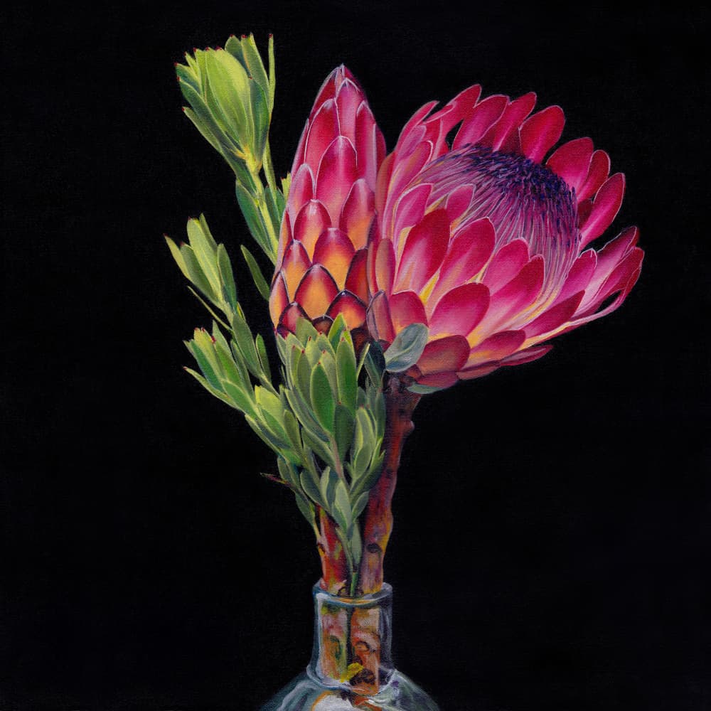 Pink Protea Vase by Viccy Wanliss — canvas wall art