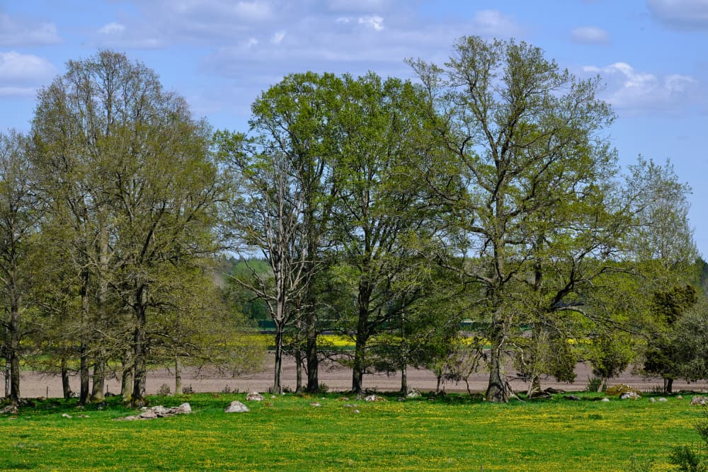 Spring Countryside Trees by Geertjan Plooijer — canvas wall art