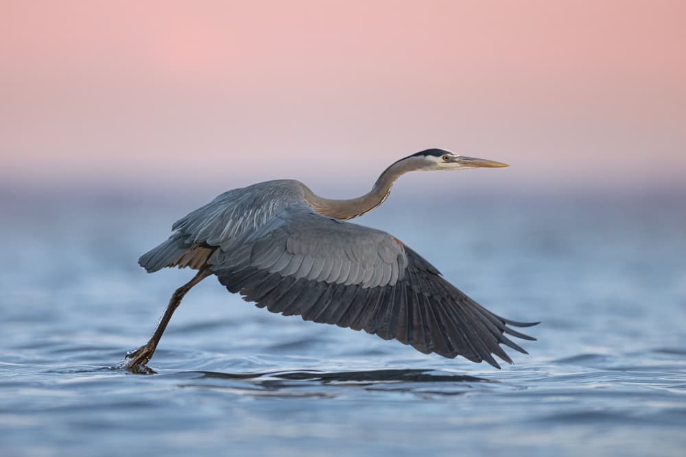 Heron Taking Flight by Tony Xu — canvas wall art