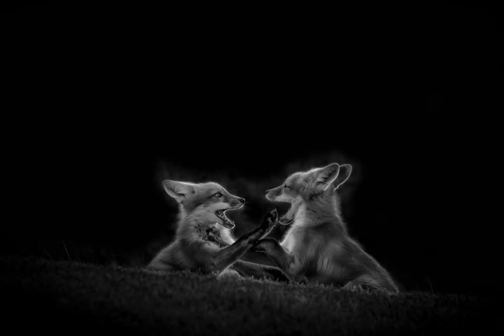 Playful Fox Kits by ANNA AN — canvas wall art