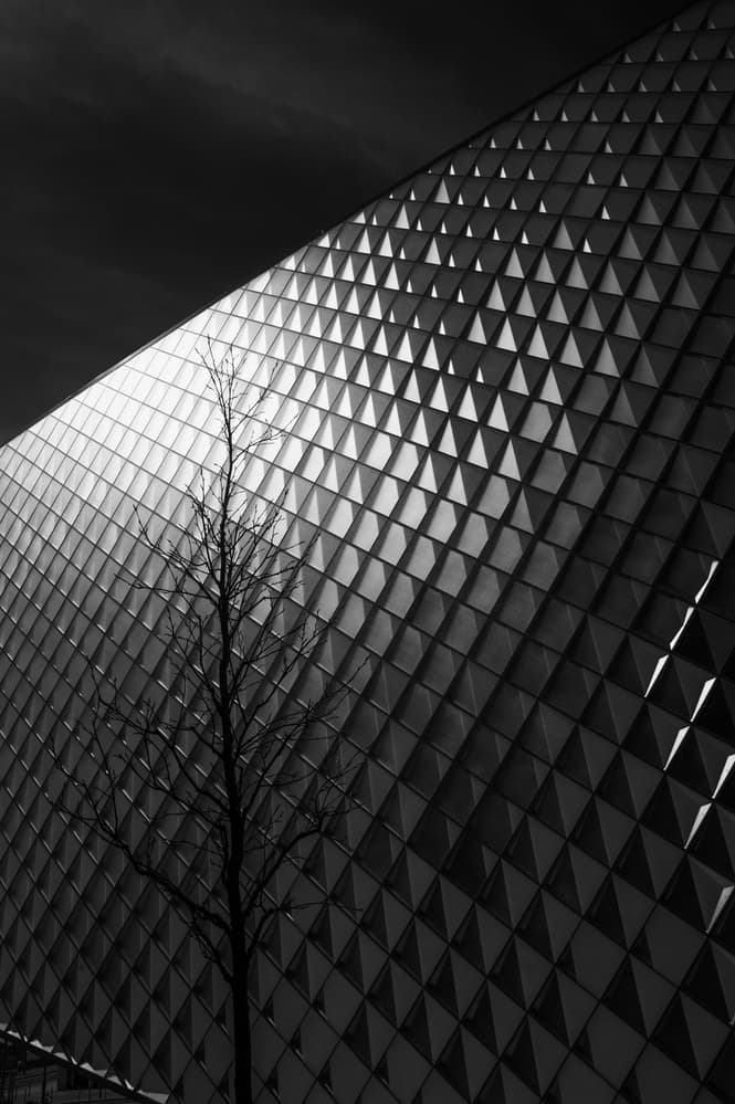 Modern Geometry Stark Tree by Hilde Ghesquiere — canvas wall art