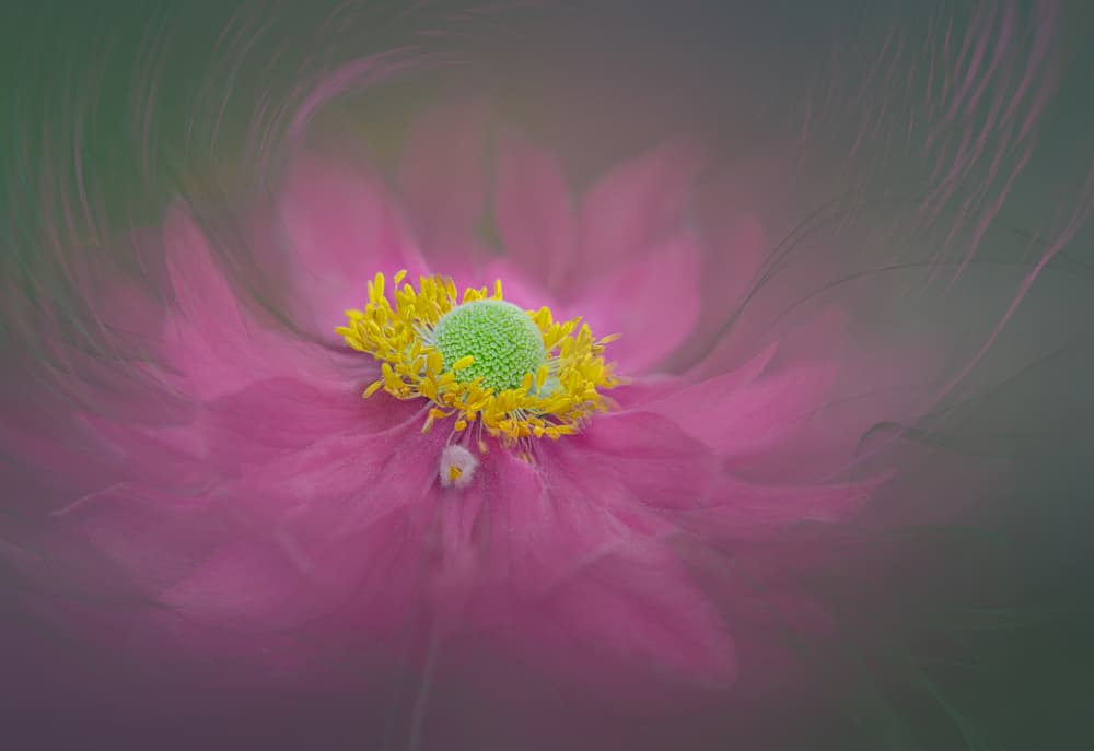 Dreamy Pink Bloom by Lydia Jacobs — canvas wall art